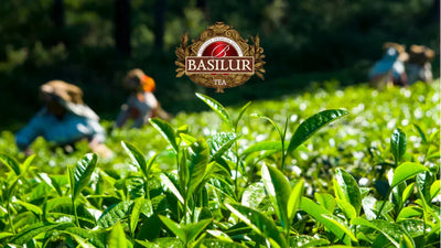 What Makes Ceylon Tea So Special?